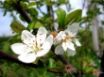 Tapety na plochu - White Bloom