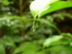 Tapety na plochu - Green Leaf