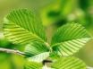 Tapety na plochu - New Cherry Leafs