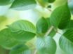 Tapety na plochu - Spring Leafs