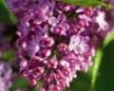 Tapety na plochu - Lilac 4 You