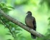 Tapety na plochu - Turtle Dove