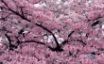 Tapety na plochu - Tree in Bloom