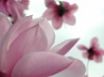 Tapety na plochu - Magnolia Flower
