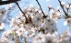 Tapety na plochu - Purity Flower