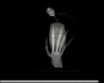 Tapety na plochu - Xray hand