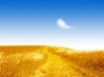 Tapety na plochu - Summer golden field