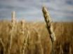 Tapety na plochu - Crop field