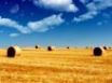 Tapety na plochu - Golden field