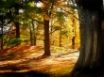 Tapety na plochu - Brown Forest