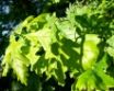 Tapety na plochu - Photosynthesis Tool