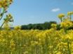 Tapety na plochu - Field Of Happines