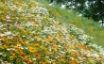 Tapety na plochu - Glade Flowers