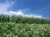 Tapety na plochu - Maize Border