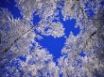 Tapety na plochu - Frosted trees