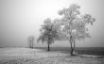 Tapety na plochu - Frozen field and trees