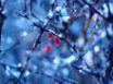 Tapety na plochu - Frozen fruits in winter