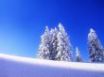 Tapety na plochu - Frozen trees