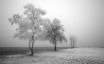 Tapety na plochu - Frozen Road
