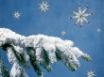 Tapety na plochu - Fir Tree Arm