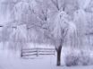 Tapety na plochu - Winter Ecstasy