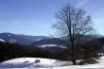 Tapety na plochu - Winter Landscape