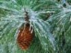 Tapety na plochu - Corneal tree