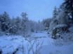 Tapety na plochu - Forest