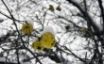 Tapety na plochu - Winter In NY