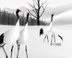 Tapety na plochu - Winter scene