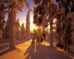 Tapety na plochu - Winter forest view