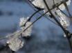 Tapety na plochu - Ice on branch