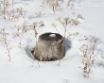 Tapety na plochu - Winter tree part