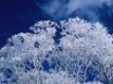 Tapety na plochu - Winter frost branches