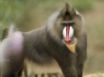 Tapety na plochu - Baboon