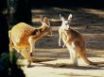 Tapety na plochu - Kangaroo talk