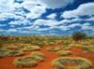 Tapety na plochu - old spinifex rings