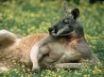 Tapety na plochu - red kangaroo