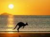 Tapety na plochu - joey the kangaroo