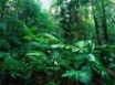 Tapety na plochu - Lacey Creek forest