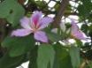 Tapety na plochu - flower brazil