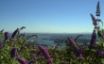 Tapety na plochu - Flowery Vancouver