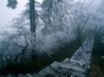 Tapety na plochu - Way Out Of Winter