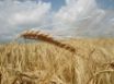 Tapety na plochu - German grain field