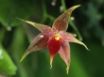 Tapety na plochu - Epiphytic Orchid