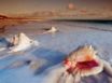 Tapety na plochu - Conch Shells
