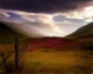 Tapety na plochu - Scottish Heather