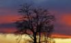 Tapety na plochu - Tree