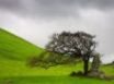 Tapety na plochu - Lone Oak