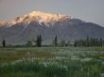 Tapety na plochu - Wild Iris Meadow